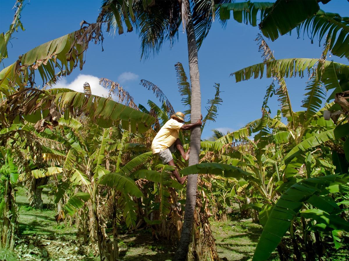 Firefly Estate Bequia 호텔 Crescent Beach 외부 사진